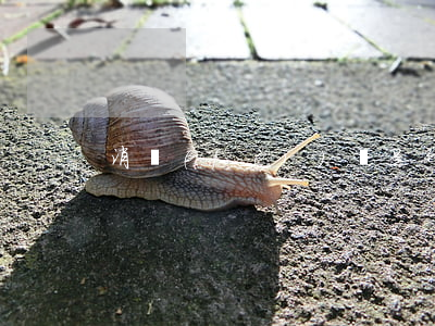 消費(fèi)稅是什么意思