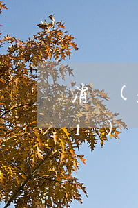 消費(fèi)貸款有一次逾期(消費(fèi)貸款有一次逾期)
