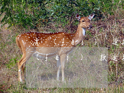 消費(fèi)貸逾期上征信了怎么辦(消費(fèi)貸款逾期幾天上征信)