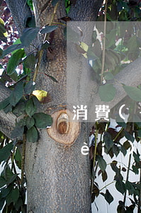 消費(fèi)貸還款逾期怎么辦(消費(fèi)貸款逾期案后果)