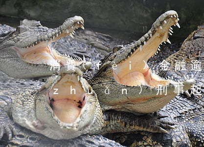 消費(fèi)金融逾期會(huì)轉(zhuǎn)刑事起訴嗎(消費(fèi)金融起訴法院會(huì)受理嗎)