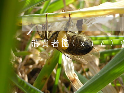 消費者協(xié)會調解不成該怎么辦