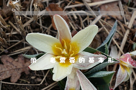 消費者需要的基本形態(tài)有哪些