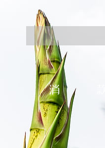 消費貸款非惡意逾期(消費金融欠款惡意逃避)