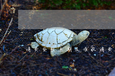 消费贷款逾期及催收(消费贷款逾期案后果)