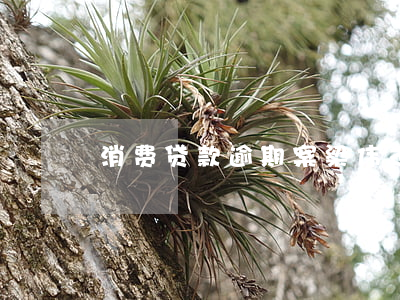消费贷款逾期案梁伟杰(消费贷款逾期案后果)