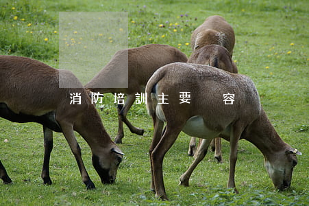 消防培訓主要內容