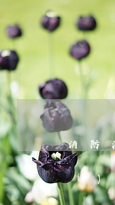 消防法律法規(guī)和消防知識(shí)課件(消防安全PPT怎么做)