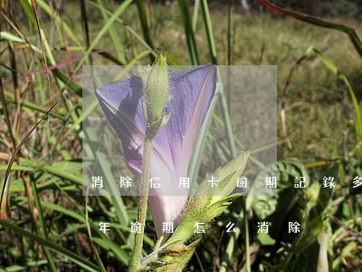 消除信用卡逾期記錄多少錢(信用卡2017年逾期怎么消除)