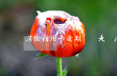 消除信用卡逾期記錄是騙局