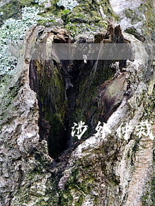 涉外仲裁审理方式和程序的规定