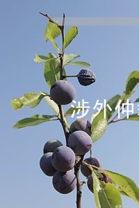涉外仲裁申请的条件