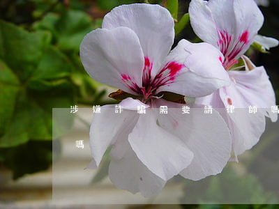 涉嫌詐騙需要請律師嗎(詐騙案件不請律師行嗎)