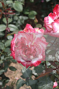 涉嫌開設賭場屬于洗錢上游犯罪嗎(什么情況屬于開設賭場)