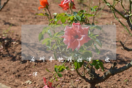 涿州本地婚姻律師收費標準(涿州政法街有名律師)
