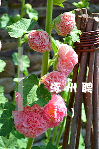 涿州聘請(qǐng)婚姻律師收費(fèi)標(biāo)準(zhǔn)(涿州法律援助律師)