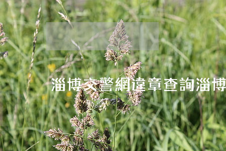 淄博交警網違章查詢(淄博交警網違章查詢)