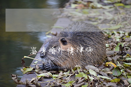 淄博婚外情律师