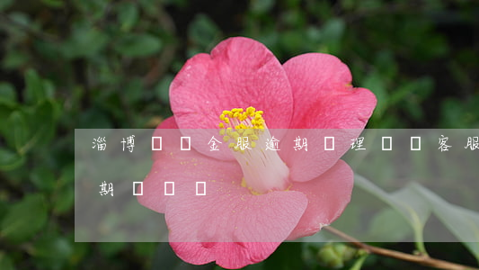 淄博螞蟻金服逾期處理(螞蟻客服可以處理逾期問題嗎)