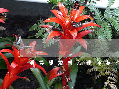 淄博離婚糾紛律師怎么委托(離婚糾紛的律師)