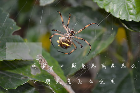 淘宝24期免息商品怎么分期付款-淘宝24期免息怎么使用