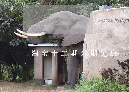 淘宝十二期分期免息