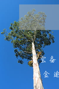 淘宝备用金逾期过一天会上征信吗(支付宝备用金逾期一天会影响征信吗?)