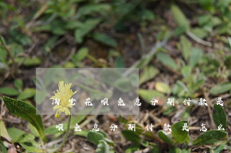 淘宝花呗免息分期付款是怎么分期-淘宝花呗免息分期付款是怎么分期的