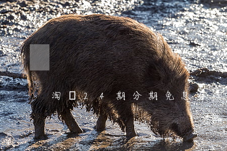 淘寶24期分期免息券(淘寶的24期免息)