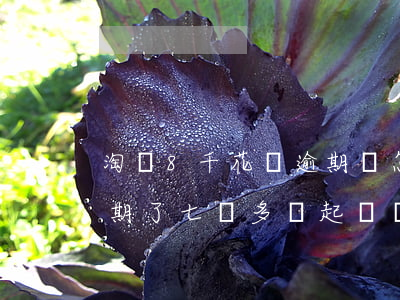 淘寶8千花唄逾期會怎樣(支付寶借唄花唄逾期了七萬多會起訴嗎)