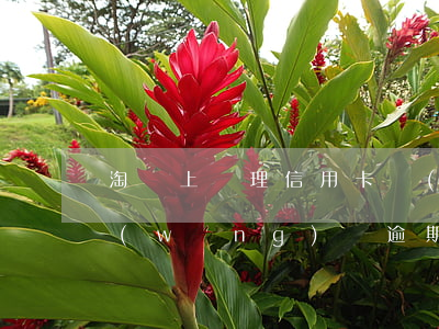 淘寶上處理信用卡網(wǎng)貸逾期(網(wǎng)貸逾期影響淘寶購物嗎)