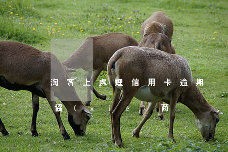 淘寶上處理信用卡逾期-淘寶上信用卡逾期協(xié)商