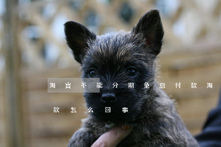淘寶不能分期免息付款 淘寶不能分期免息付款怎么回事