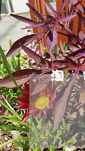淘寶代發(fā)律師函有用嗎