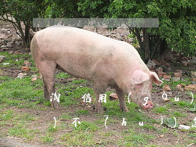 淘寶信用購(gòu)逾期一天會(huì)不會(huì)怎么樣-淘寶信用購(gòu)逾期后守約