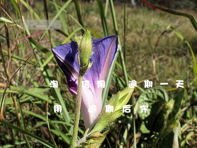淘寶信用購逾期一天會不會怎么樣-淘寶信用購逾期后守約
