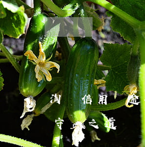 淘寶信用購逾期后守約，淘寶信用購：逾期后的守約之道