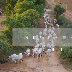 淘寶免息分期付款只能單獨(dú)購(gòu)買嗎-淘寶可以免息分期