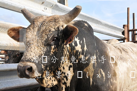 淘寶分期免息要手續(xù)費么(淘寶分期免息要手續(xù)費么)