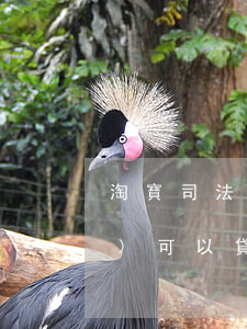 淘寶司法拍賣(mài)的房產(chǎn)可以貸款嗎(淘寶司法拍賣(mài)的房子能公積金貸款嗎)