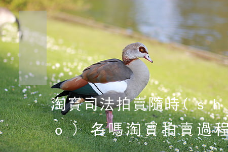 淘寶司法拍賣隨時(shí)可以報(bào)名嗎(淘寶拍賣過程中可以報(bào)名嗎)