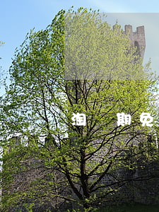 淘寶期免息分期付款 淘寶期免息分期付款