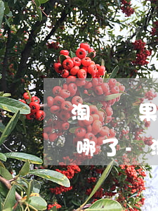 淘寶蘋果12期免息分期優(yōu)惠去哪了-淘寶蘋果12期免息分期優(yōu)惠去哪了呢