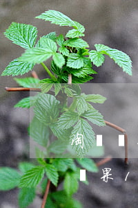淘寶蘋果12期免息分期能不能用信用卡-蘋果12淘寶12期免息
