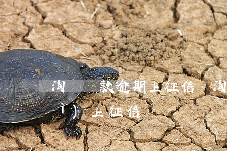 淘寶貸款逾期上征信嗎(淘寶不還款會(huì)上征信嗎)