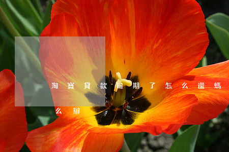 淘寶貸款逾期了怎么還(螞蟻借唄還款逾期怎么辦)