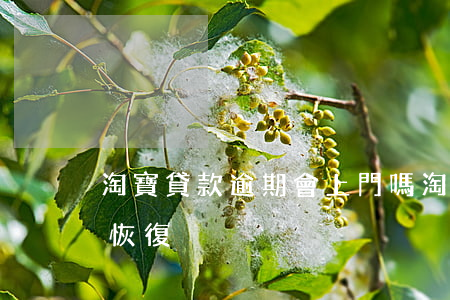 淘寶貸款逾期會上門嗎(淘寶貸款逾期后多久恢復)