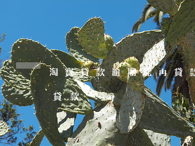 淘寶貸款逾期能再貸款嗎(有幾次逾期就不能貸款)