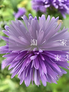 淘寶賣家如何關(guān)閉分期免息(淘寶賣家怎么關(guān)閉分期付款)