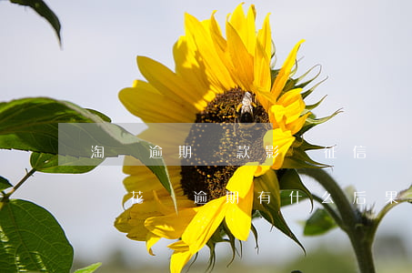 淘寶逾期還款影響征信嗎(支付寶逾期上征信嗎?花唄逾期有什么后果)